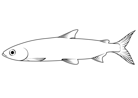 Vendace (Coregonus Albula) Coloring Page